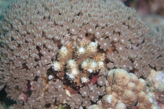 「サンゴの仲間」のサムネイル画像