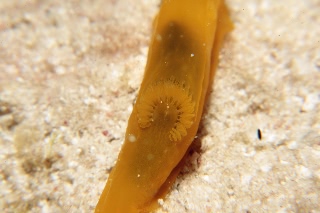 「キヌハダウミウシ」のサムネイル画像