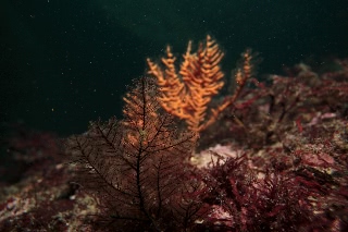 「無題」のサムネイル画像