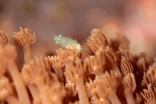 「ベラの仲間」のサムネイル画像