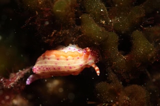 「ジュッテンイロウミウシ」のサムネイル画像