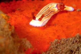 「ウミウシの仲間」のサムネイル画像