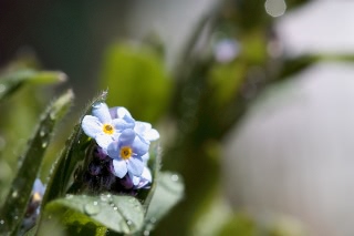 「ワスレナグサ(forget me not,わすれな草)」のサムネイル画像