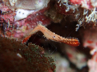 「コガラシエビ(Plumed shrimp)」のサムネイル画像