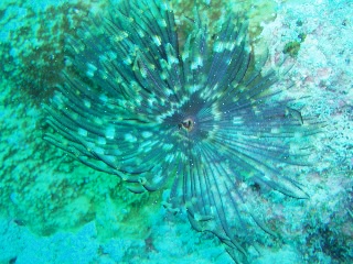 「ケヤリムシ」のサムネイル画像