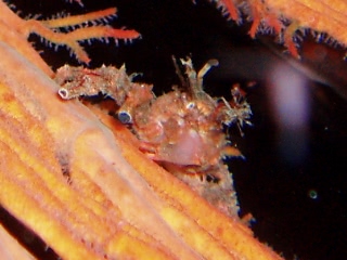 「ナカザワイソバナガニ」のサムネイル画像