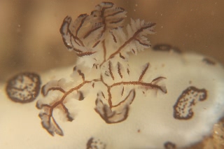 「ブチウミウシ」のサムネイル画像