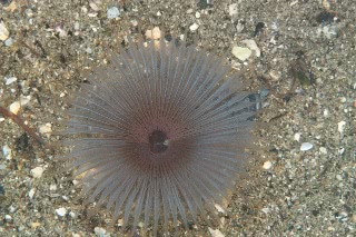 「ケヤリムシ」のサムネイル画像