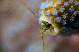 「カンザシヤドカリ(Coral Hermit Crab)」のサムネイル画像