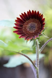 「ヒマワリ」のサムネイル画像