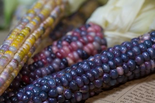 「レインボーコーン(虹色トウモロコシ,七色トウモロコシ,グラスジェムコーン,ジュエリーコーン)」のサムネイル画像