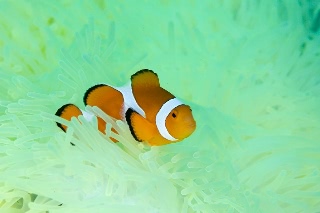 「カクレクマノミ(Western Clown Anemonefish)」のサムネイル画像