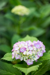 「アジサイ」のサムネイル画像