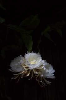 「ゲッカビジン(月下美人)」のサムネイル画像