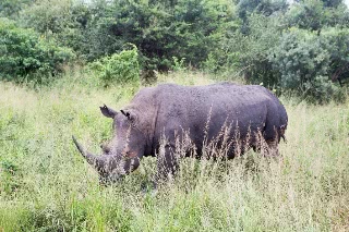 「シロサイ」のサムネイル画像