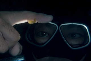 「ヒメイカ」のサムネイル画像