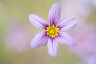 「ニワゼキショウ」のサムネイル画像