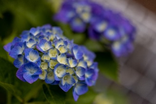 「アジサイ」のサムネイル画像