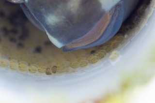 「フタイロカエルウオ」のサムネイル画像