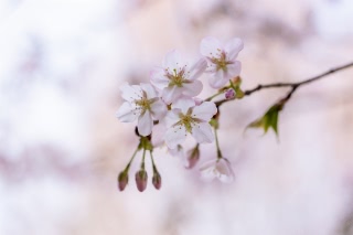 「オオヤマザクラ(エゾヤマザクラ,ベニヤマザクラ)」のサムネイル画像