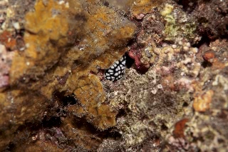 「コイボウミウシ」のサムネイル画像