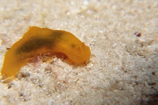 「キヌハダウミウシ」のサムネイル画像