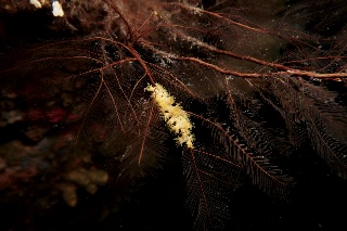 「無題」のサムネイル画像