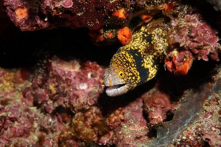 「クモウツボ」のサムネイル画像