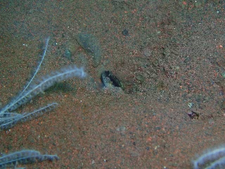 「無題」のサムネイル画像