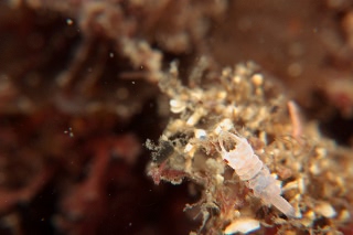 「ソメワケウミクワガタ」のサムネイル画像