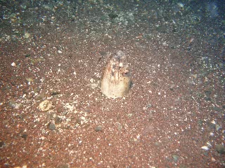 「ホタテウミヘビ」のサムネイル画像