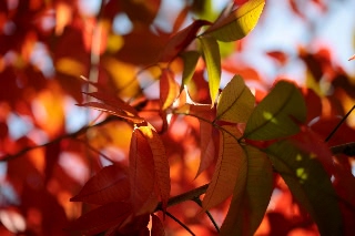 「ハゼノキ(黄櫨の木,櫨の木)」のサムネイル画像