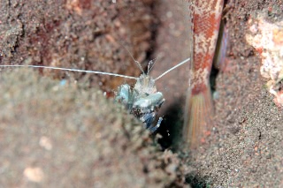 「エビの仲間」のサムネイル画像