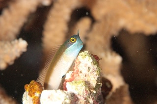 「yellow-eyed combtooth blenny」のサムネイル画像