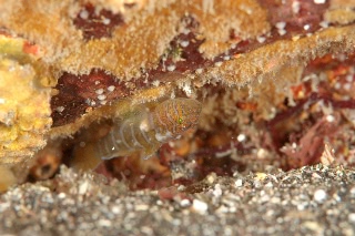 「ベンケイハゼ」のサムネイル画像