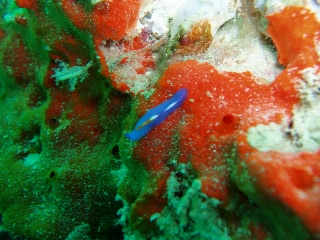 「プセウドケロス・スサナエ」のサムネイル画像