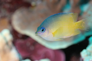 「ルリメイシガキスズメダイ」のサムネイル画像