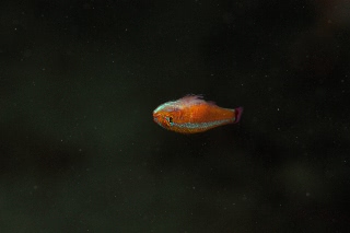 「アオギハゼ」のサムネイル画像