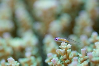 「アカメハゼ」のサムネイル画像