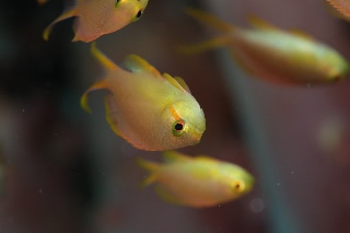 「メラネシアンアンティアス(Meranesian anthias)」のサムネイル画像