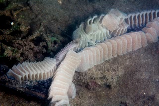 「貝の仲間」のサムネイル画像