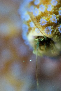 「カンザシヤドカリ(Coral Hermit Crab)」のサムネイル画像