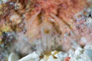 「サンゴヒメエビの一種(ガンダムエビ)」のサムネイル画像