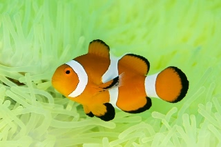 「カクレクマノミ(Western Clown Anemonefish)」のサムネイル画像