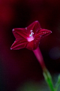 「ルコウソウ(サイプレスバイン,縷紅草)」のサムネイル画像