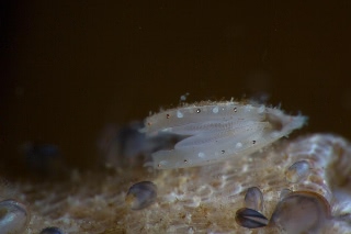 「ホタテガイ」のサムネイル画像