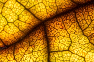 「アボカド」のサムネイル画像