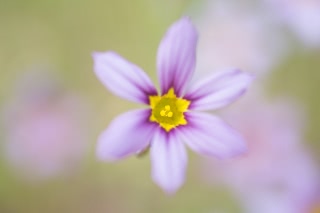 「ニワゼキショウ」のサムネイル画像