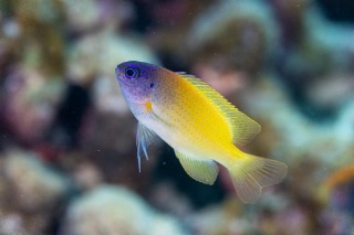 「無題」のサムネイル画像