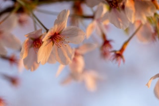 「ソメイヨシノ(染井吉野)」のサムネイル画像